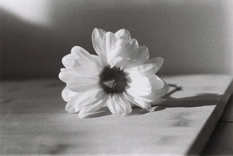 DragonFilm NO II Black and white flower on a wooden surface with a blurred background